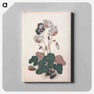 Cyclamen and Insects
 - ジェームズ ボルトン Canvas.