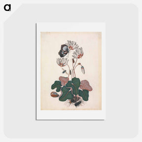 アートポストカード-Cyclamen and Insects
 - ジェームズ ボルトン Postcard.