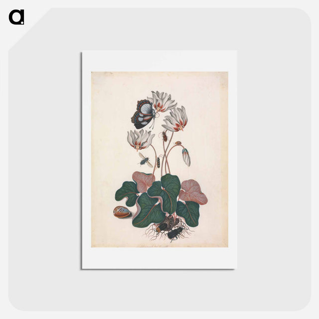 アートポストカード-Cyclamen and Insects
 - ジェームズ ボルトン Postcard.