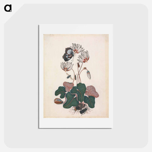 Cyclamen and Insects
 - ジェームズ ボルトン Postcard.