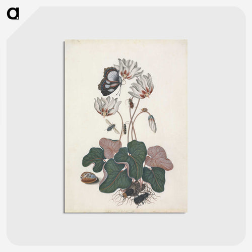 Cyclamen and Insects
 - ジェームズ ボルトン Postcard.