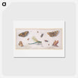 アートポストカード-Insects, Butterflies, and a Dragonfly
 - ヤン ファン ケッセル Postcard.