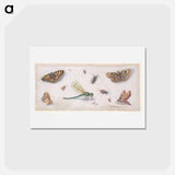 アートポストカード-Insects, Butterflies, and a Dragonfly
 - ヤン ファン ケッセル Postcard.