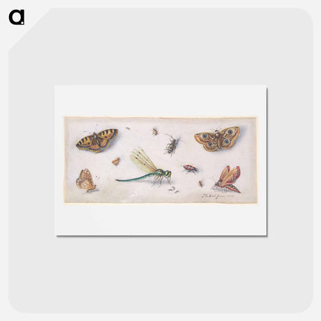 アートポストカード-Insects, Butterflies, and a Dragonfly
 - ヤン ファン ケッセル Postcard.