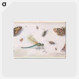 アートポストカード-Insects, Butterflies, and a Dragonfly
 - ヤン ファン ケッセル Postcard.