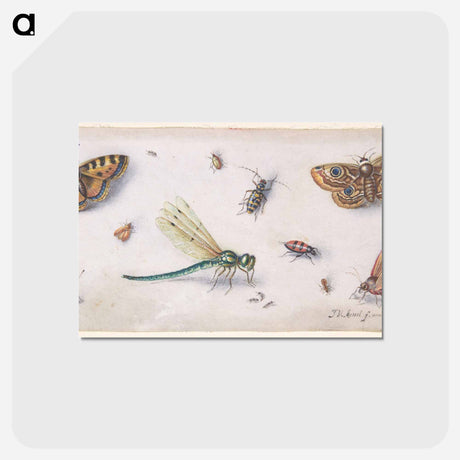 アートポストカード-Insects, Butterflies, and a Dragonfly
 - ヤン ファン ケッセル Postcard.