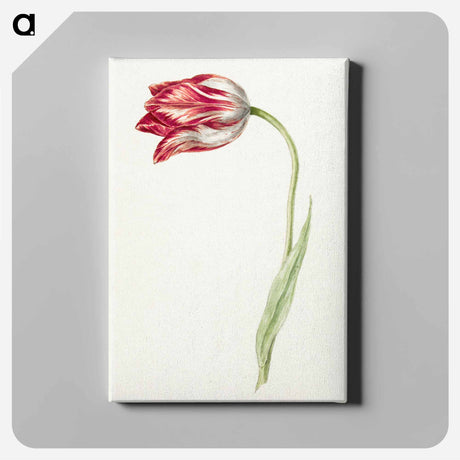 アートパネル-Pink tulip - ジャン ベルナール Canvas.