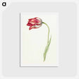 アートポストカード-Pink tulip - ジャン ベルナール Postcard.