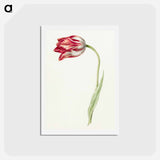 アートポストカード-Pink tulip - ジャン ベルナール Postcard.