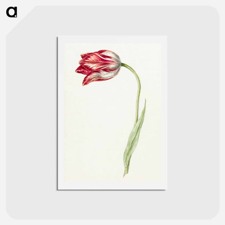 アートポストカード-Pink tulip - ジャン ベルナール Postcard.