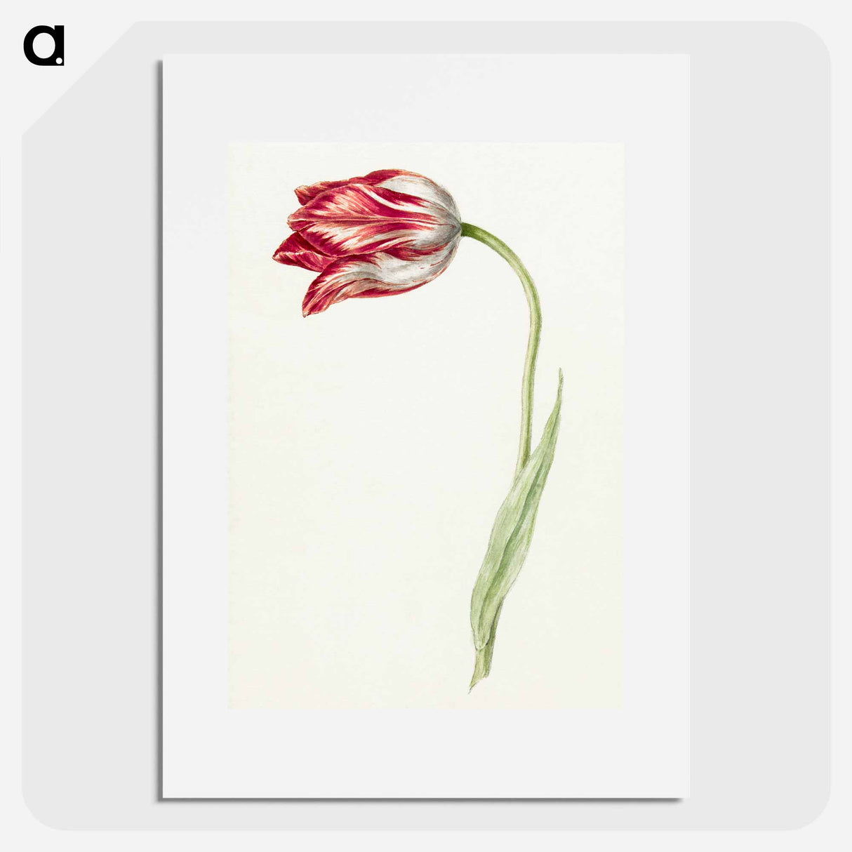 Pink tulip - Jean Bernard Poster.