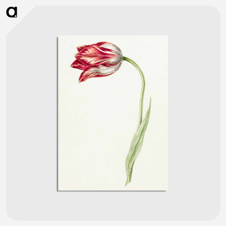 アートポストカード-Pink tulip - ジャン ベルナール Postcard.