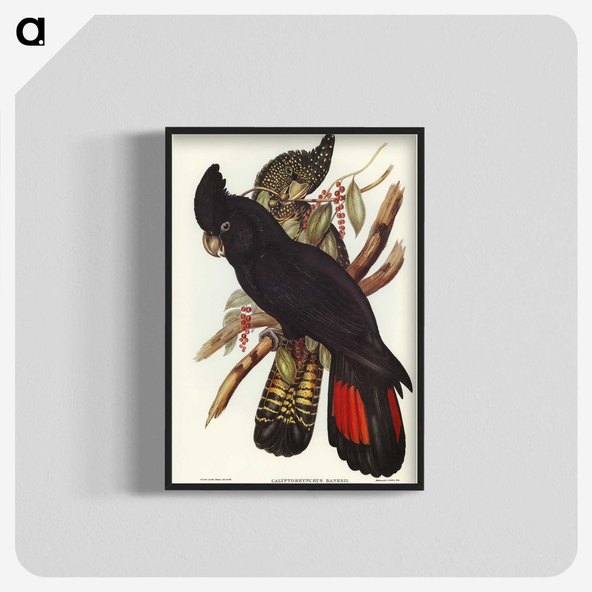 1-28_John-Gould_blk-crop
