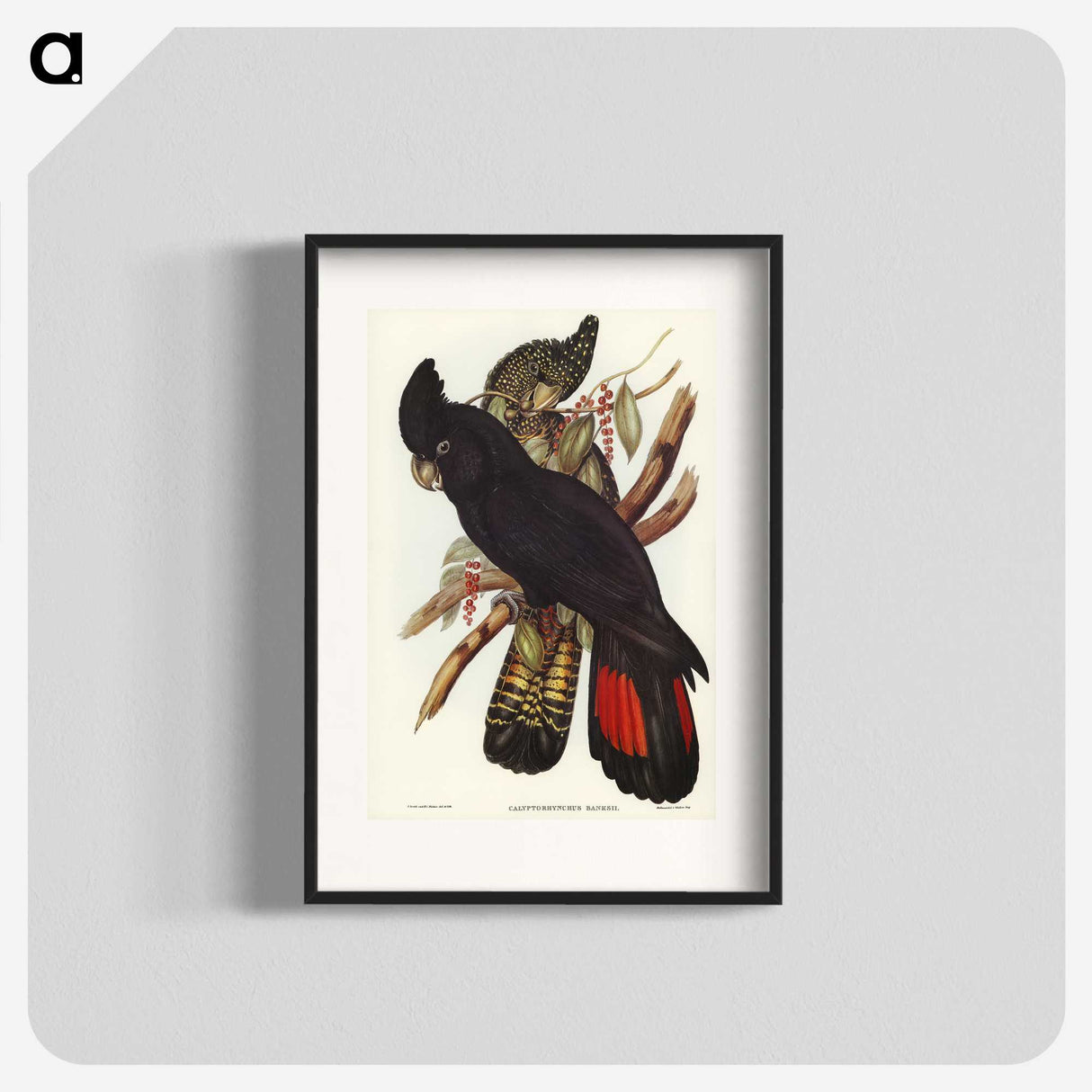 1-28_John-Gould_blk