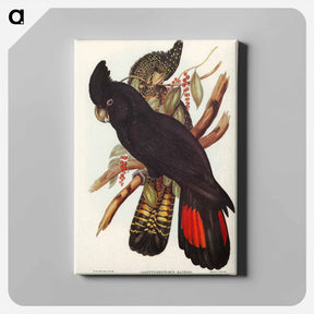 アートパネル-Banksian Cockatoo
 - ジョン グールド Canvas.