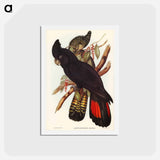アートポストカード-Banksian Cockatoo
 - ジョン グールド Postcard.