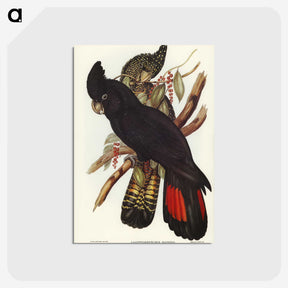 1-28_John-Gould_postcard