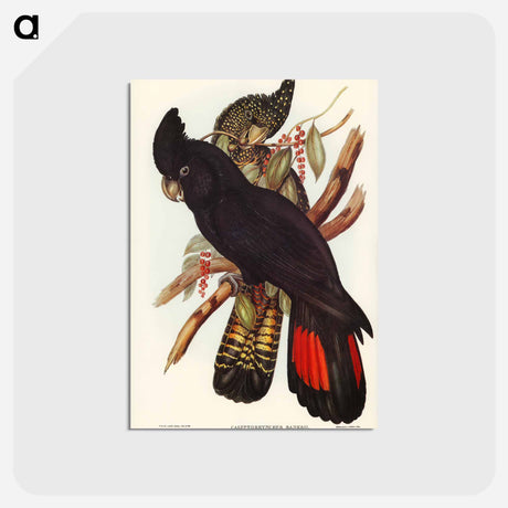 アートポストカード-Banksian Cockatoo
 - ジョン グールド Postcard.