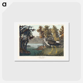 アートポストカード-Yellow Shank
 - ジョン ジェームス オーデュボン Postcard.