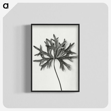 1-28_Karl-Blossfeldt_blk-crop