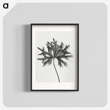 1-28_Karl-Blossfeldt_blk