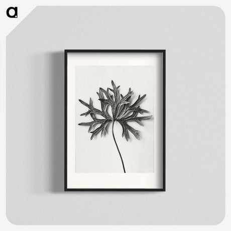1-28_Karl-Blossfeldt_blk