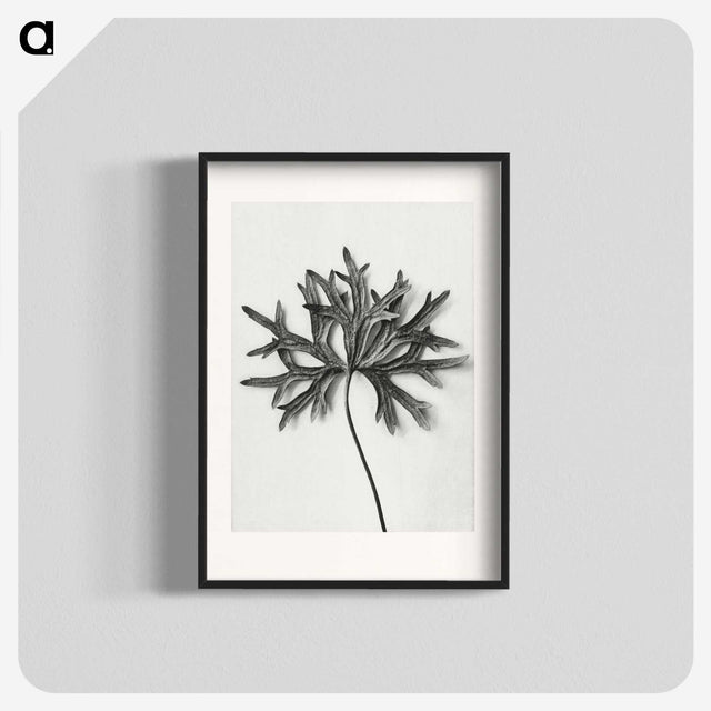 1-28_Karl-Blossfeldt_blk