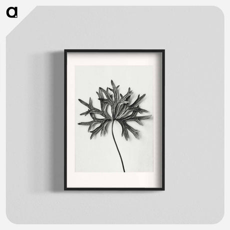 アートポスター-Aconitum Anthora (Yellow Monkshood Leaf) - カール ブロスフェルト Poster.