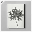 1-28_Karl-Blossfeldt_canvas