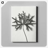 1-28_Karl-Blossfeldt_canvas