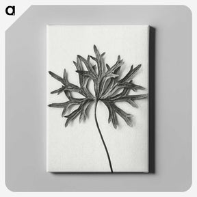 1-28_Karl-Blossfeldt_canvas