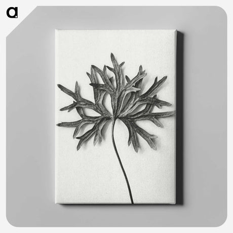 1-28_Karl-Blossfeldt_canvas