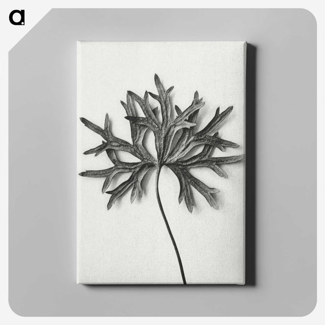 1-28_Karl-Blossfeldt_canvas