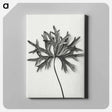 アートパネル-Aconitum Anthora (Yellow Monkshood Leaf) - カール ブロスフェルト Canvas.