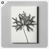アートパネル-Aconitum Anthora (Yellow Monkshood Leaf) - カール ブロスフェルト Canvas.