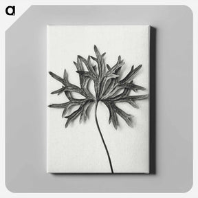 アートパネル-Aconitum Anthora (Yellow Monkshood Leaf) - カール ブロスフェルト Canvas.