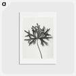 アートポストカード-Aconitum Anthora (Yellow Monkshood Leaf) - カール ブロスフェルト Postcard.