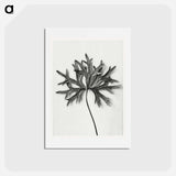アートポストカード-Aconitum Anthora (Yellow Monkshood Leaf) - カール ブロスフェルト Postcard.