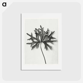 アートポストカード-Aconitum Anthora (Yellow Monkshood Leaf) - カール ブロスフェルト Postcard.