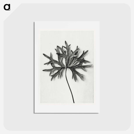 アートポストカード-Aconitum Anthora (Yellow Monkshood Leaf) - カール ブロスフェルト Postcard.