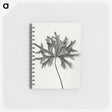1-28_Karl-Blossfeldt_memo