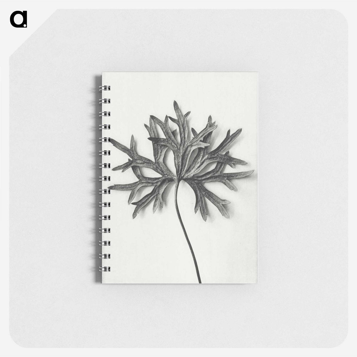 1-28_Karl-Blossfeldt_memo