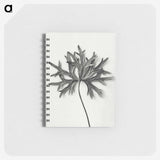 1-28_Karl-Blossfeldt_memo