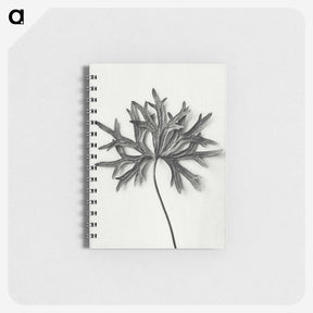 1-28_Karl-Blossfeldt_memo