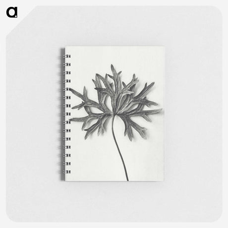 1-28_Karl-Blossfeldt_memo