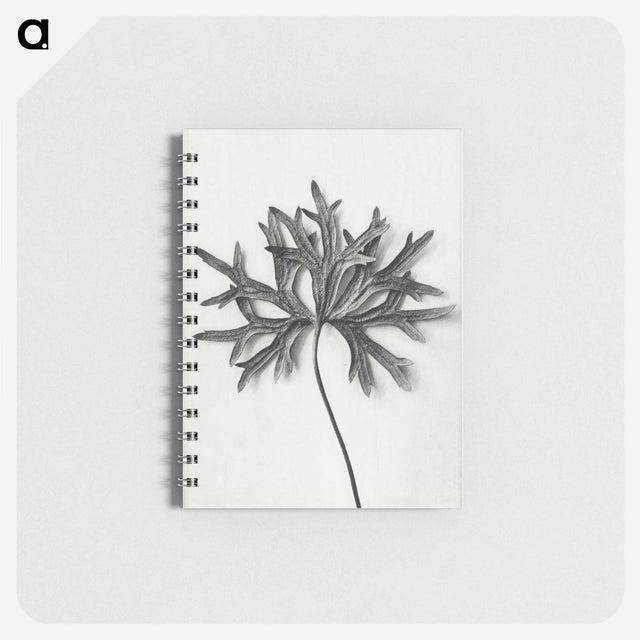 1-28_Karl-Blossfeldt_memo