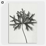 1-28_Karl-Blossfeldt_picture-crop