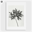 1-28_Karl-Blossfeldt_picture