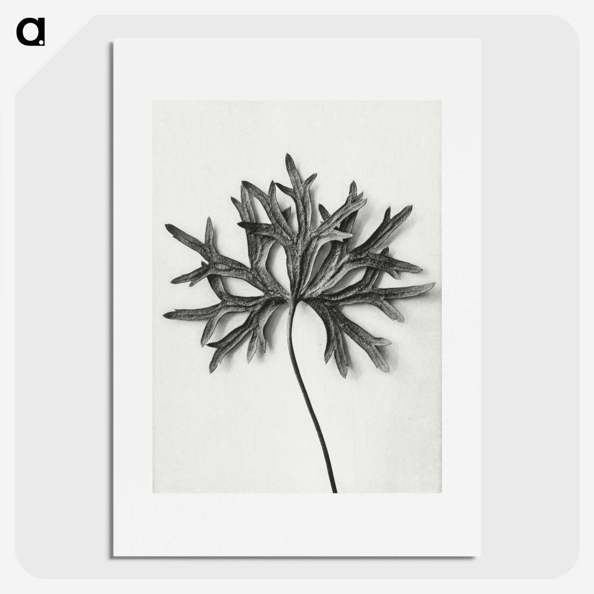 1-28_Karl-Blossfeldt_picture