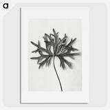 1-28_Karl-Blossfeldt_picture